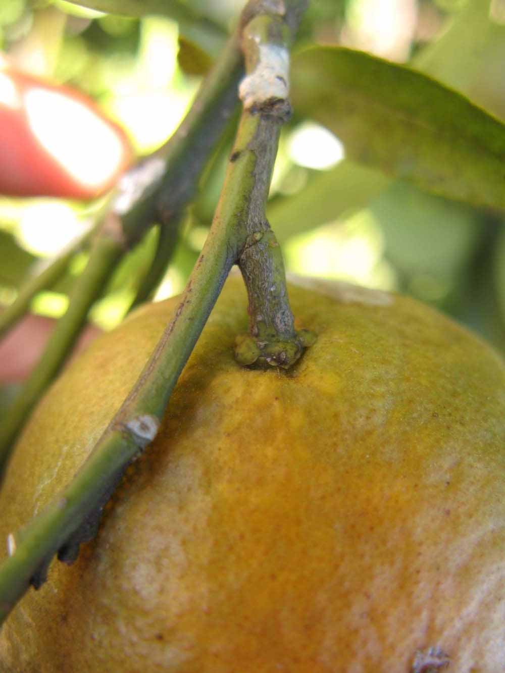              Fruit (Winter Haven, FL)       